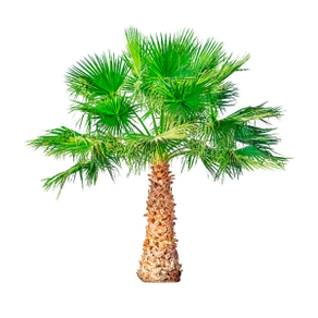 Το Saw Palmetto (Dwarf Palm) είναι ένα συστατικό του TestoUltra